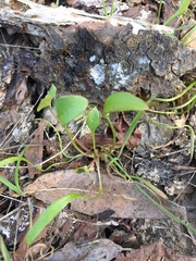 Claytonia parviflora