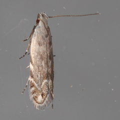 Battaristis concinnusella