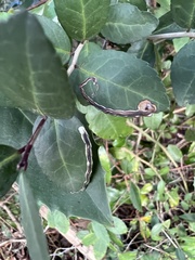 Phytomyza ilicis group