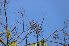 Lagerstroemia floribunda