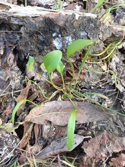 Claytonia parviflora