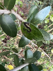 Phytomyza ilicis group