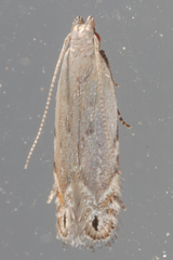 Battaristis concinnusella