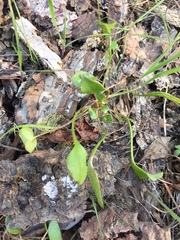 Claytonia parviflora