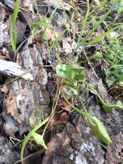 Claytonia parviflora