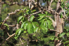 Lagerstroemia floribunda