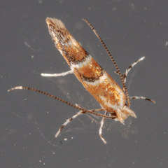 Cameraria caryaefoliella