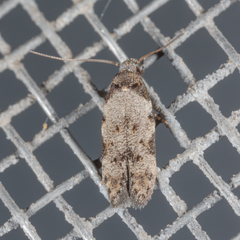 Taygete attributella