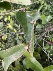 Liriomyza schmidti