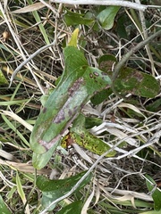 Liriomyza schmidti