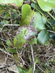 Liriomyza schmidti