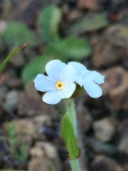 Plagiobothrys nothofulvus