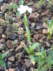 Plagiobothrys nothofulvus