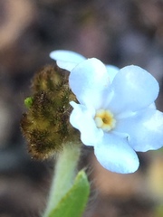 Plagiobothrys nothofulvus