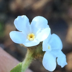 Plagiobothrys nothofulvus