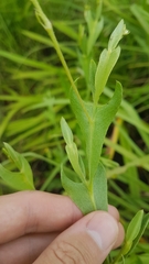 Crotalaria stipularia