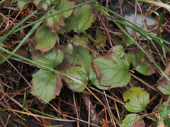 Clinopodium douglasii
