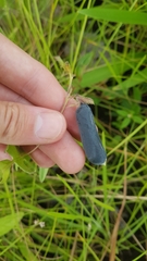Crotalaria stipularia