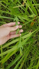 Crotalaria stipularia