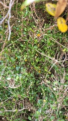 Neomyrtus pedunculata