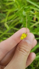 Crotalaria stipularia