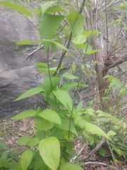 Clematis morefieldii