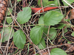 Clinopodium douglasii