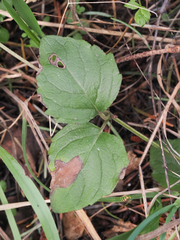 Clinopodium douglasii