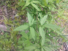 Clematis morefieldii