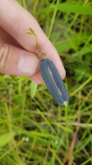 Crotalaria stipularia