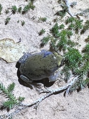 Dermatonotus muelleri