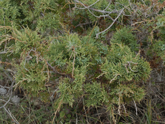 Juniperus maritima