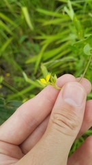 Crotalaria stipularia