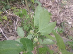 Clematis morefieldii
