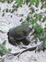 Dermatonotus muelleri