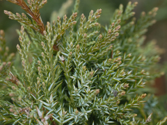 Juniperus maritima