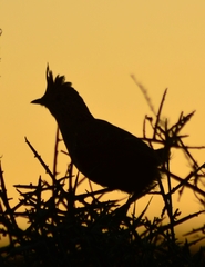 Rhinocrypta lanceolata