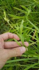 Crotalaria stipularia