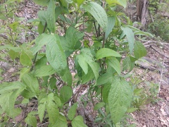 Clematis morefieldii