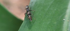 Salticidae