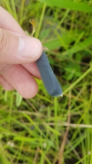 Crotalaria stipularia