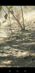 Melanerpes