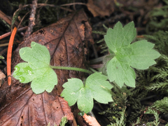 Ranunculus uncinatus
