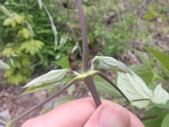 Clematis morefieldii