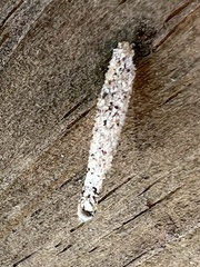 Tineinae
