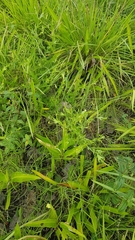 Crotalaria stipularia