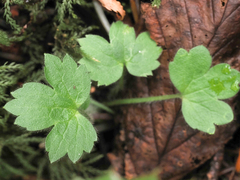 Ranunculus uncinatus