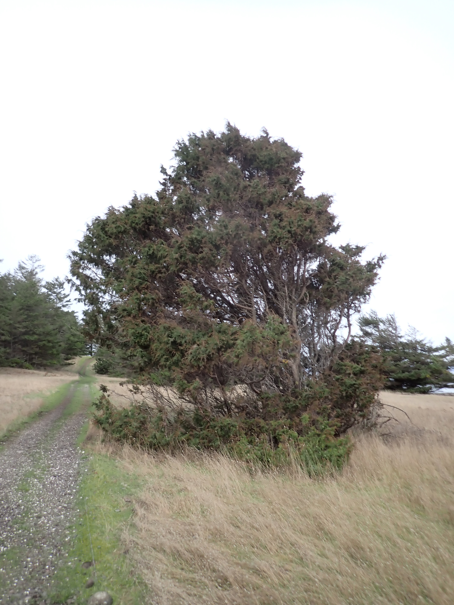 Juniperus Scopulorum Sarg.