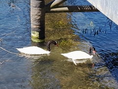 Cygnus melancoryphus