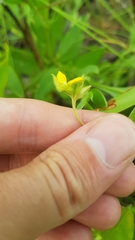 Crotalaria stipularia